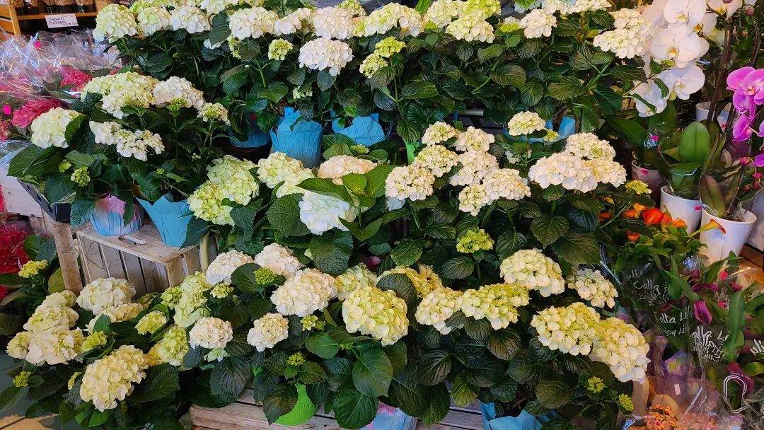 把超市玩成网红打卡地：深度探店高颜值超市Village Grocer