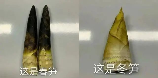 “山上的笋都被你夺完了”！春天就是吃笋的季节！