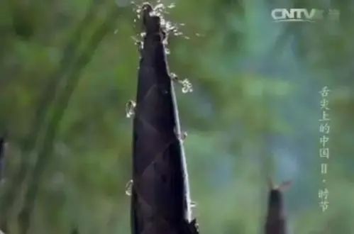 “山上的笋都被你夺完了”！春天就是吃笋的季节！