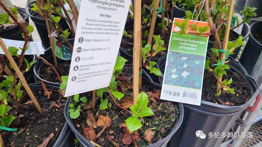 Costco不甘寂寞放大招：户外卖绿植，内附大量细节生图及种植经验分享