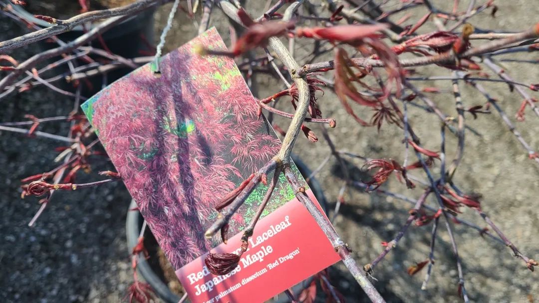 又大又香的Tree Valley苗圃探店：绣球品类就超过16种！