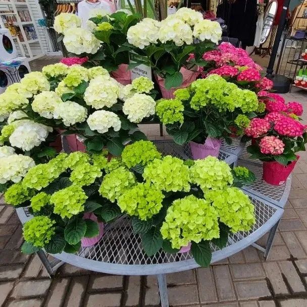 又大又香的Tree Valley苗圃探店：绣球品类就超过16种！