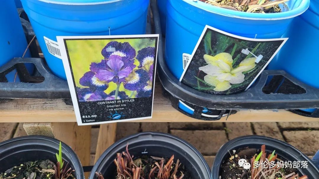 疯狂的苗圃探店系列：多年生宿根和高颜值网红绿植的卖场大秀
