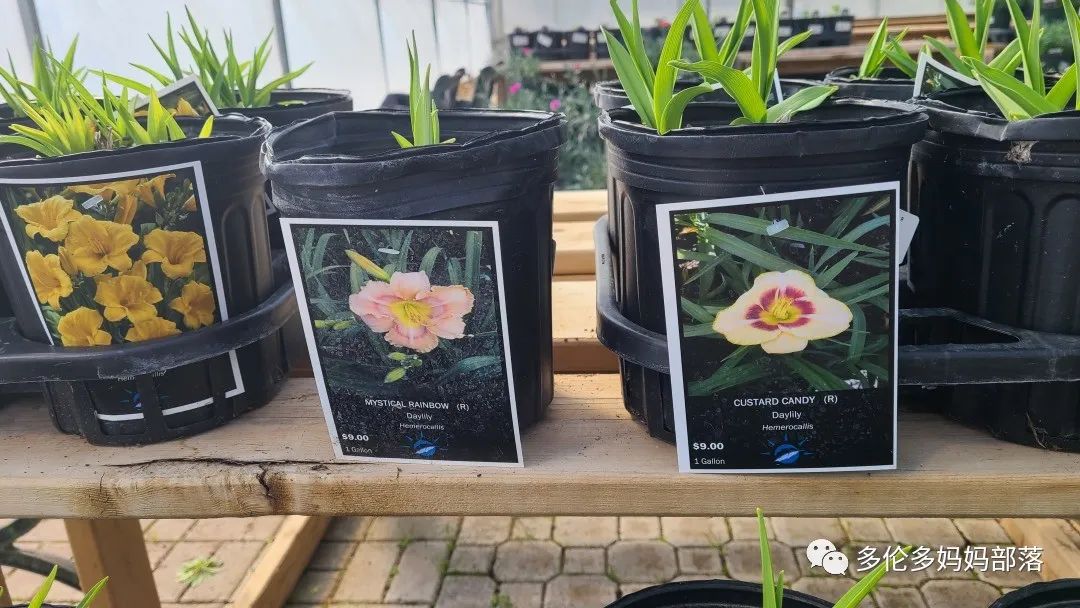 疯狂的苗圃探店系列：多年生宿根和高颜值网红绿植的卖场大秀