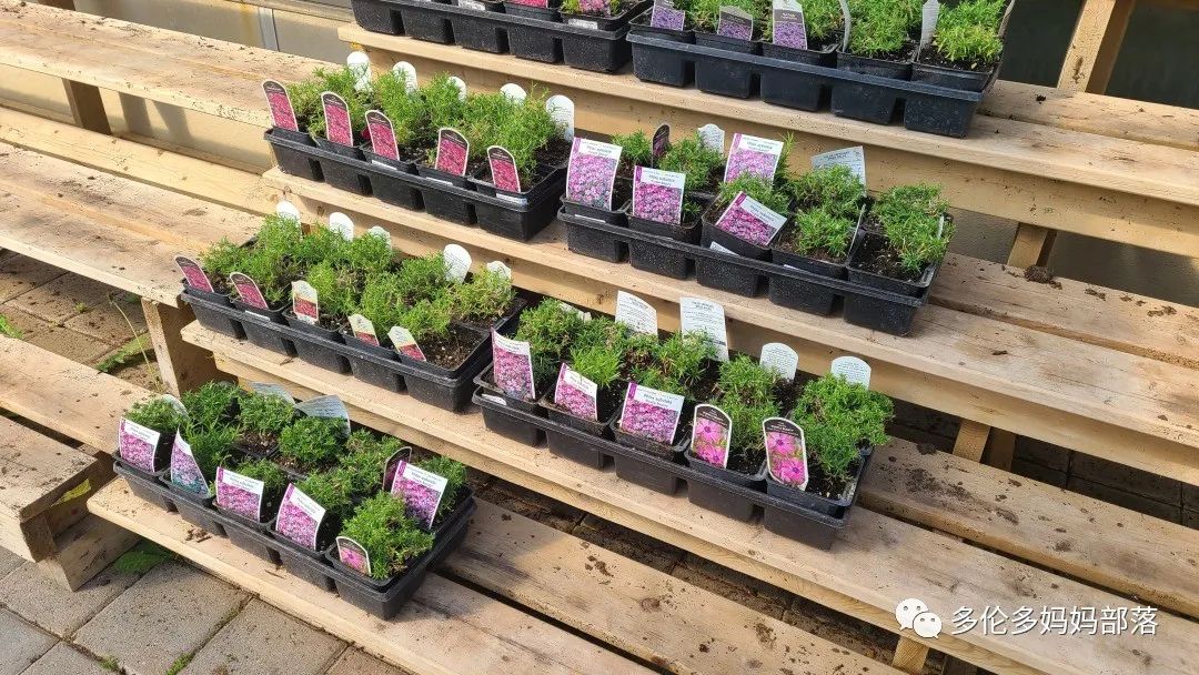 疯狂的苗圃探店系列：多年生宿根和高颜值网红绿植的卖场大秀