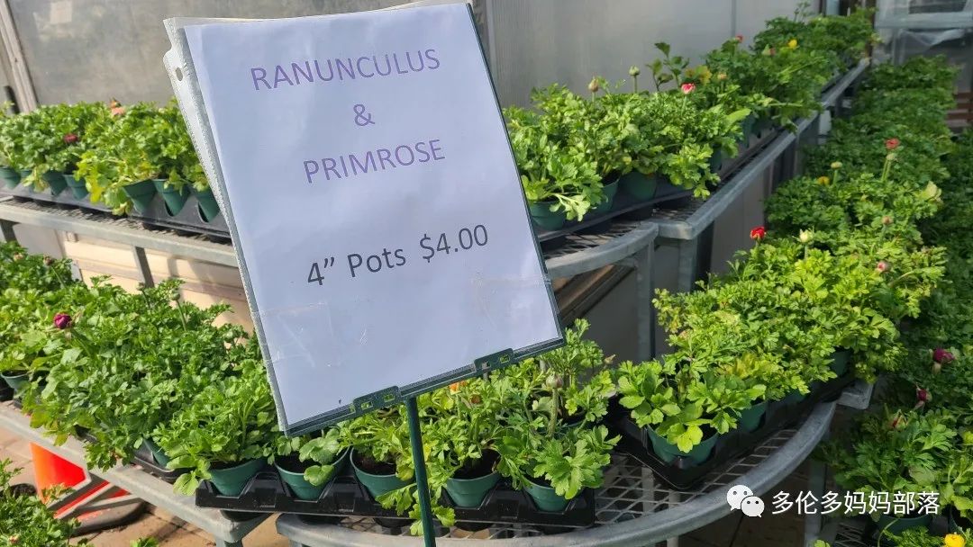 疯狂的苗圃探店系列：多年生宿根和高颜值网红绿植的卖场大秀