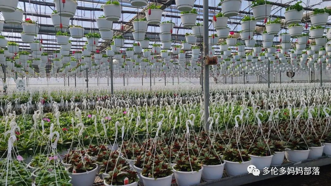 疯狂的苗圃探店系列：多年生宿根和高颜值网红绿植的卖场大秀