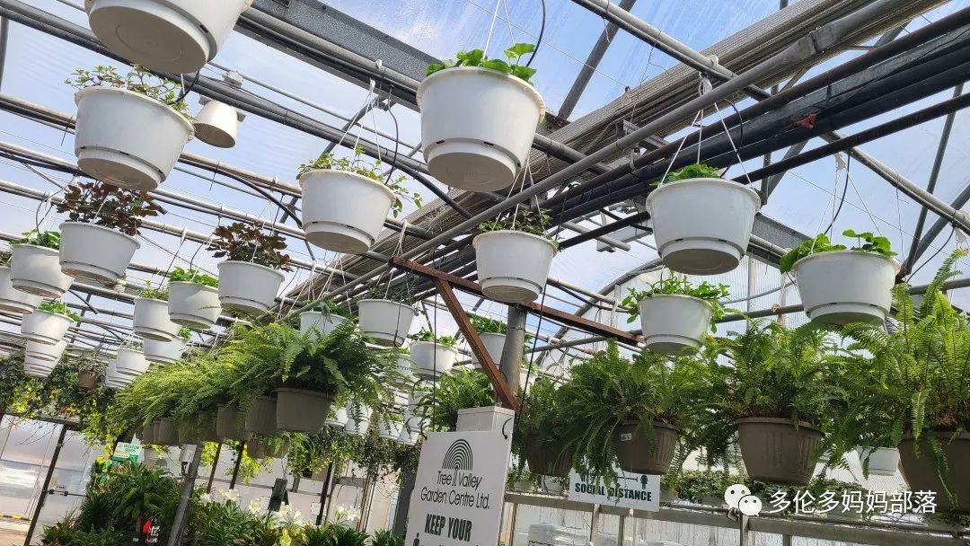 疯狂的苗圃探店系列：多年生宿根和高颜值网红绿植的卖场大秀
