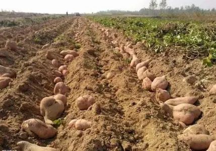 不是什么泥巴都能种花!为了找土,你拼了吗? 不是什么泥巴都能种花!为了找土,你拼了吗?