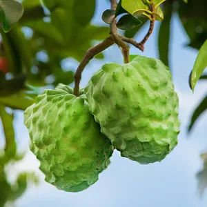 逼格与价格齐飞的网红水果：都是土里长出来的，咋就不一样？