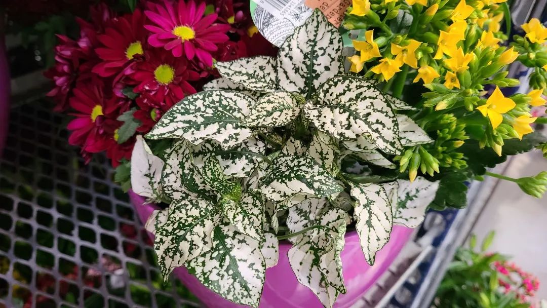Costco绿植上新：比梅根野心还大的绣球，芦笋草莓统统有！