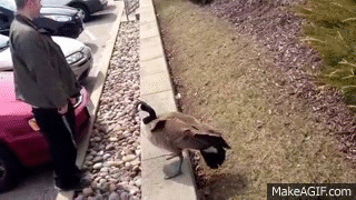 大鹅吊打团灭两头猛虎！能战胜大鹅真的只有铁锅了吗？