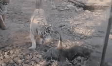 大鹅吊打团灭两头猛虎！能战胜大鹅真的只有铁锅了吗？