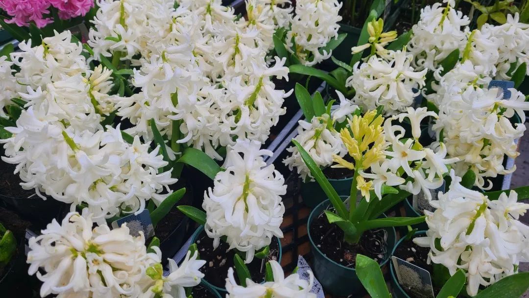 探店：在封城中求生存的苗圃，仍骄傲地营业中！