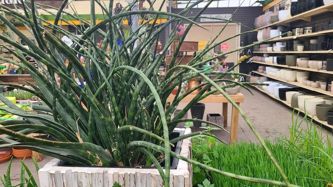 探店：在封城中求生存的苗圃，仍骄傲地营业中！