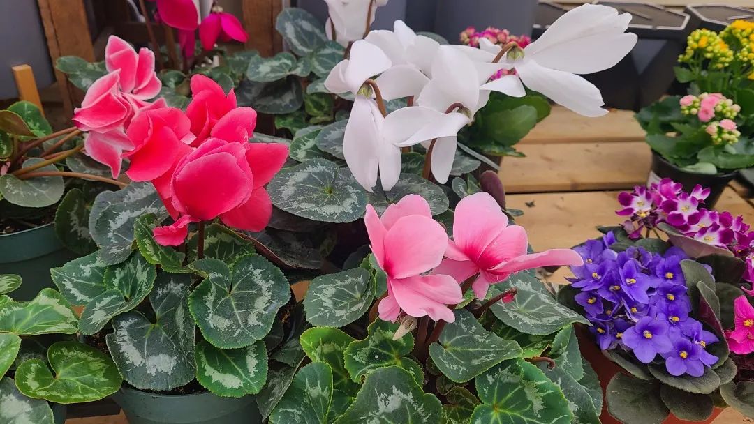 探店：在封城中求生存的苗圃，仍骄傲地营业中！