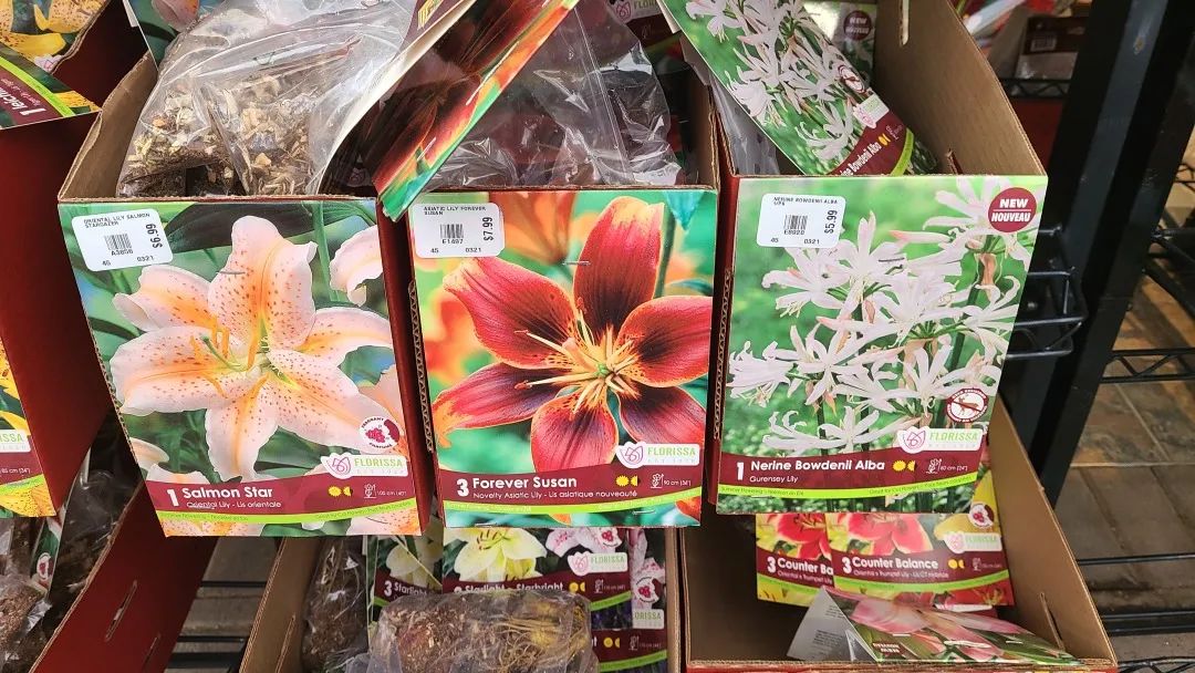 探店：在封城中求生存的苗圃，仍骄傲地营业中！