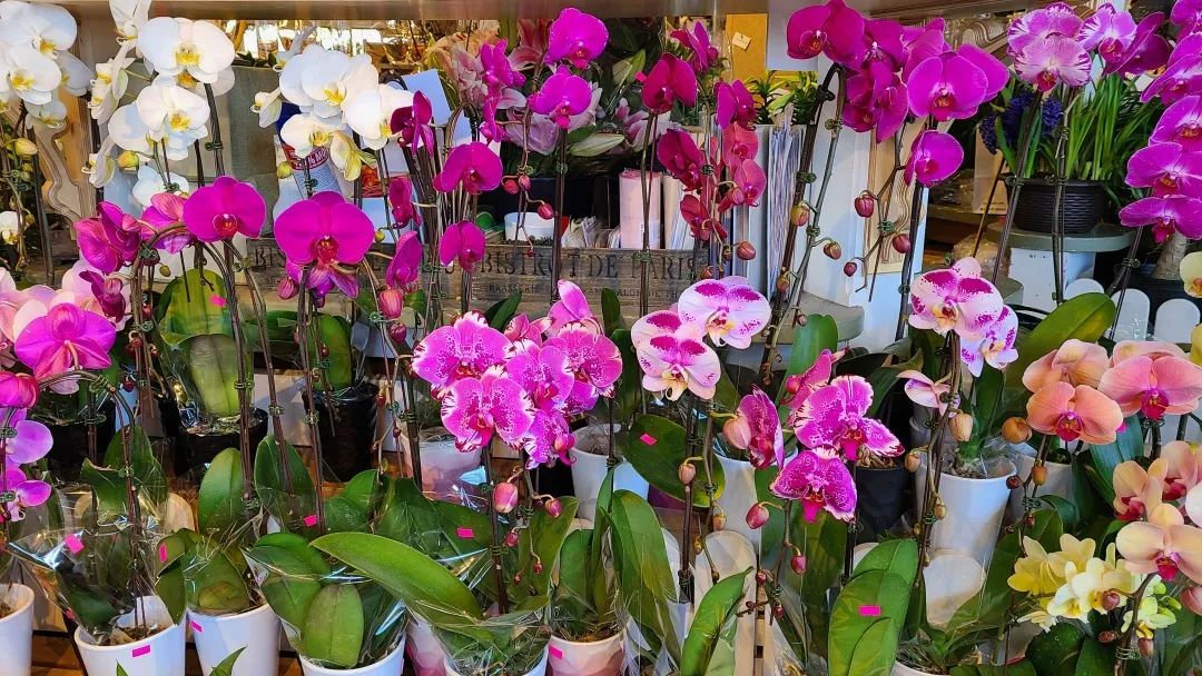 把超市玩成网红打卡地：深度探店高颜值超市Village Grocer