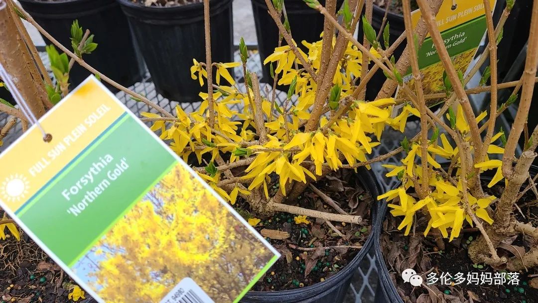 Costco不甘寂寞放大招：户外卖绿植，内附大量细节生图及种植经验分享