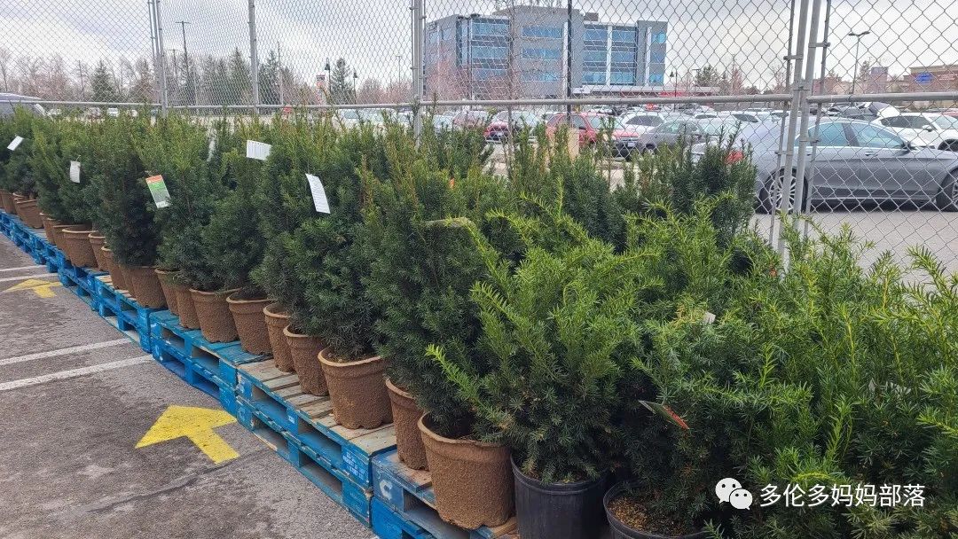 Costco不甘寂寞放大招：户外卖绿植，内附大量细节生图及种植经验分享