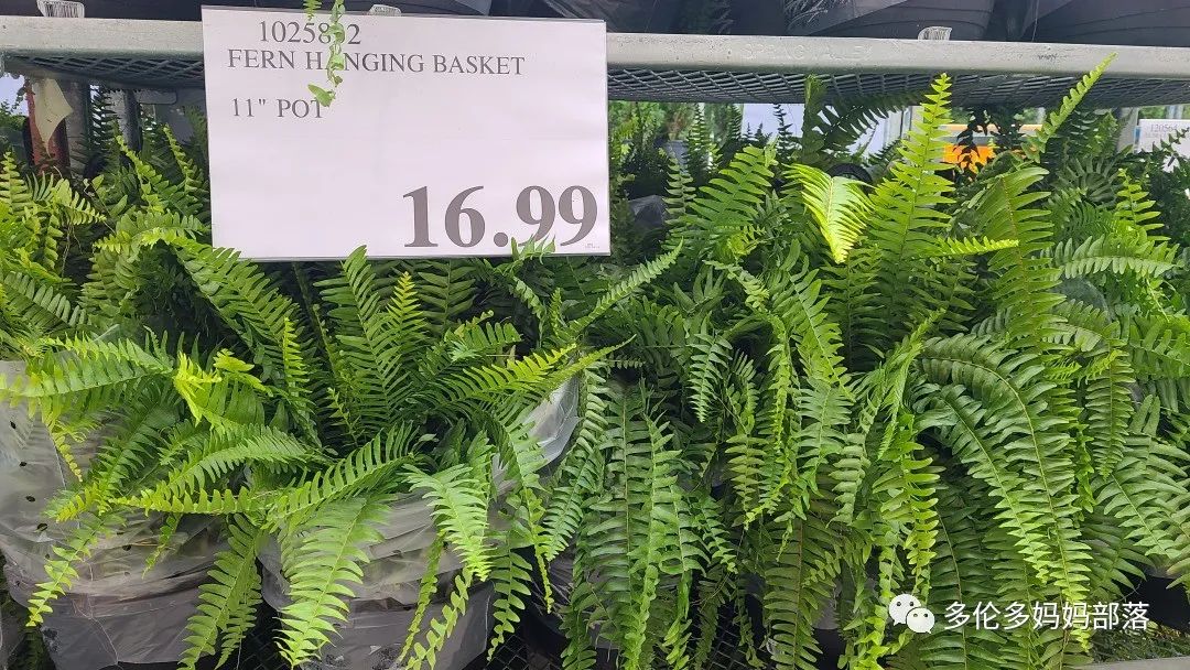 Costco不甘寂寞放大招：户外卖绿植，内附大量细节生图及种植经验分享