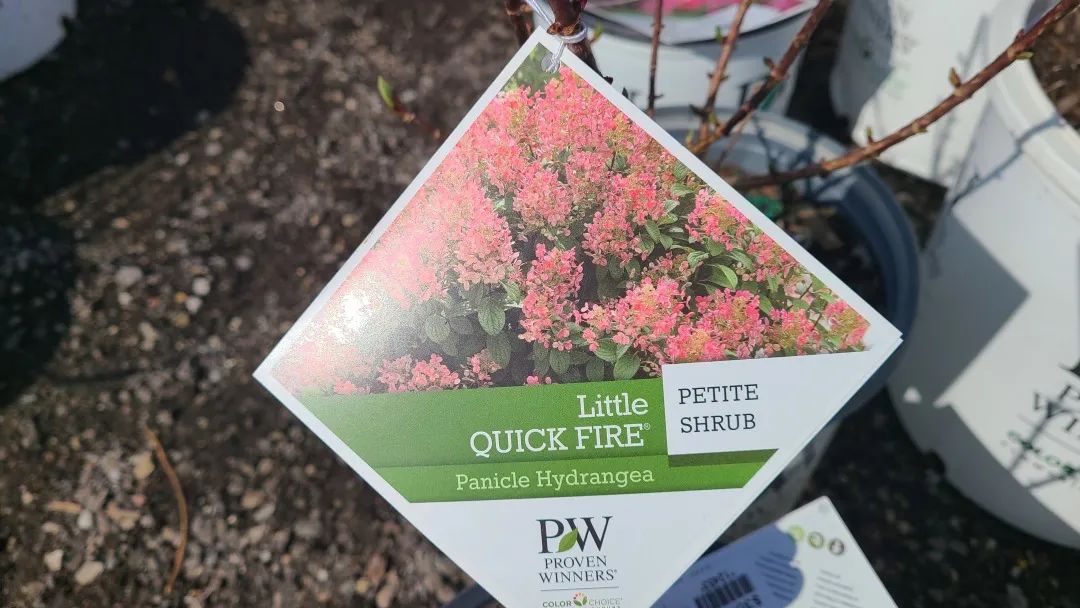 又大又香的Tree Valley苗圃探店：绣球品类就超过16种！