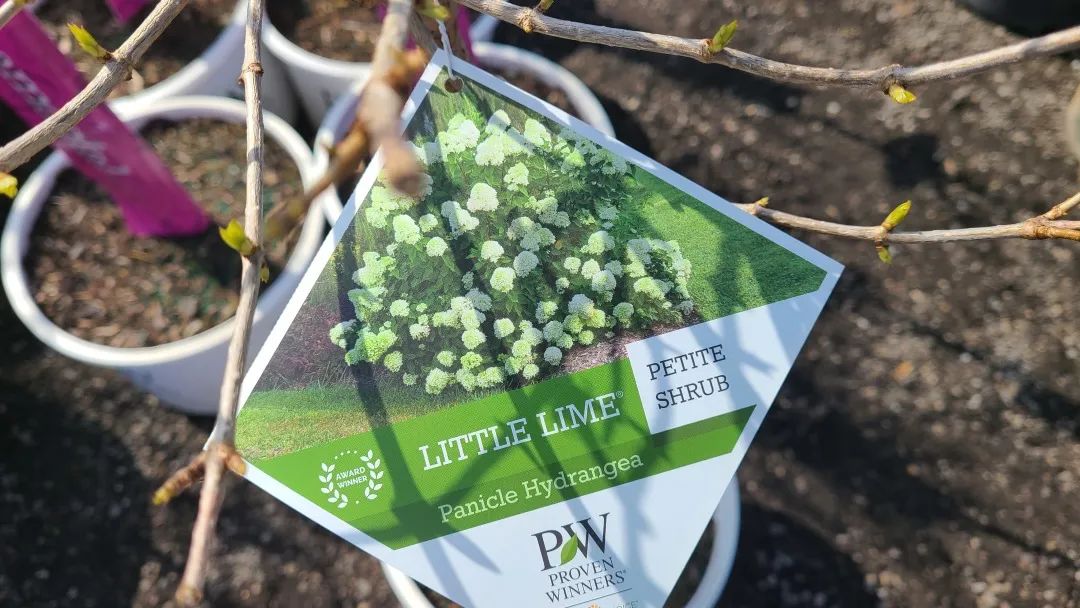 又大又香的Tree Valley苗圃探店：绣球品类就超过16种！