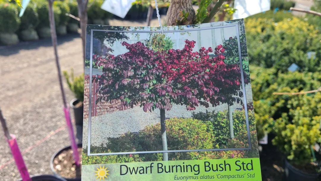 又大又香的Tree Valley苗圃探店：绣球品类就超过16种！