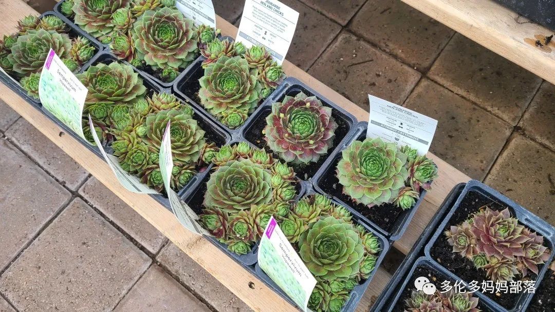 疯狂的苗圃探店系列：多年生宿根和高颜值网红绿植的卖场大秀