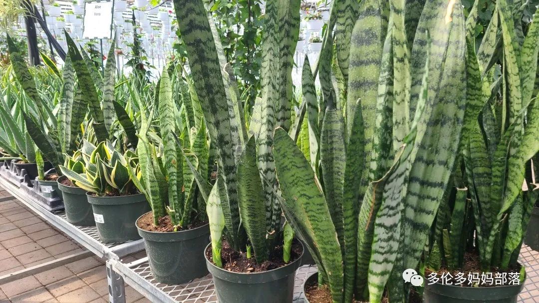 疯狂的苗圃探店系列：多年生宿根和高颜值网红绿植的卖场大秀