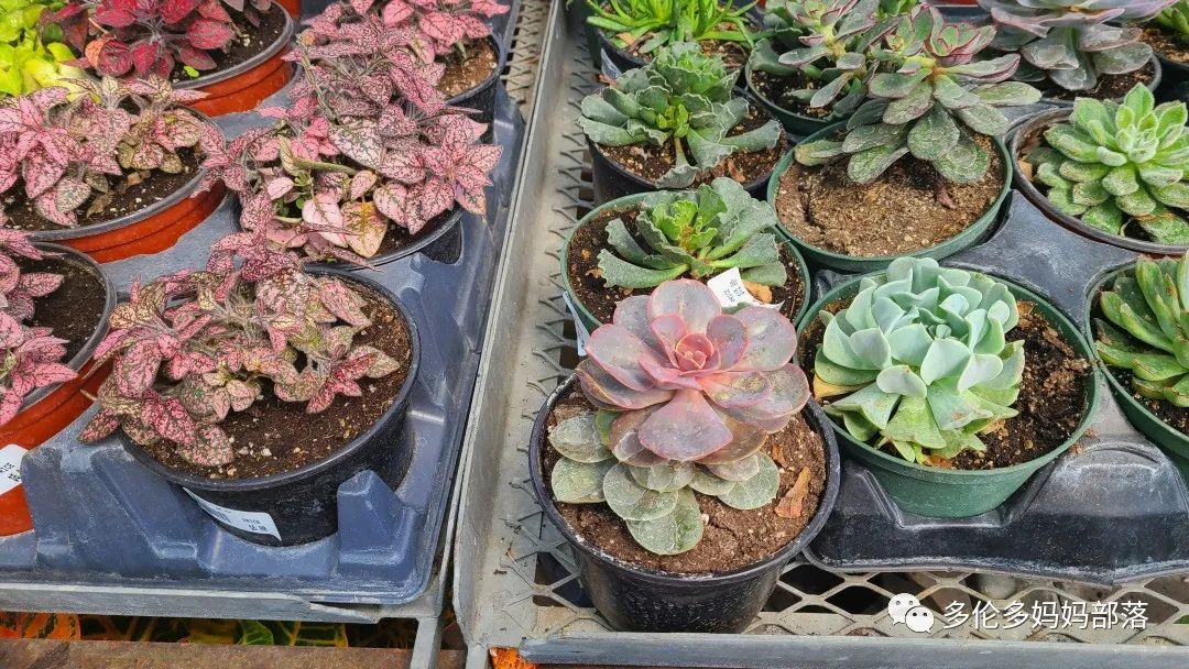 疯狂的苗圃探店系列：多年生宿根和高颜值网红绿植的卖场大秀