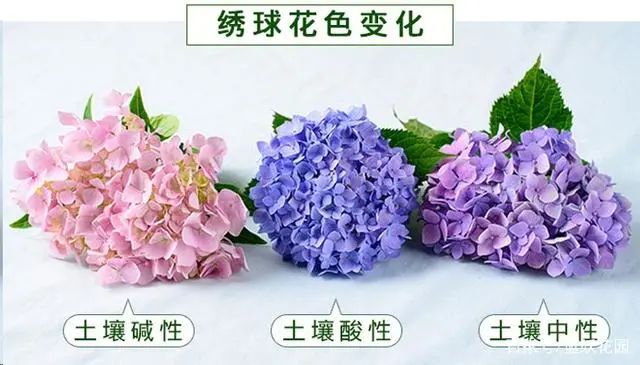 不是什么泥巴都能种花!为了找土,你拼了吗? 不是什么泥巴都能种花!为了找土,你拼了吗?