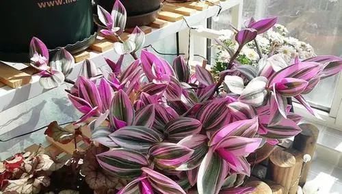 放过发财树和富贵竹，这些撩人的绿植，让你的家INS风满满！