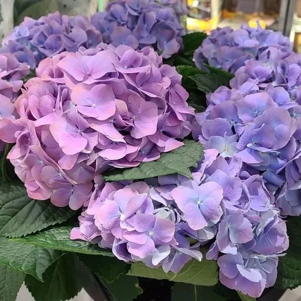 用生命尝一口春天的味道，今天你挖野菜了吗？