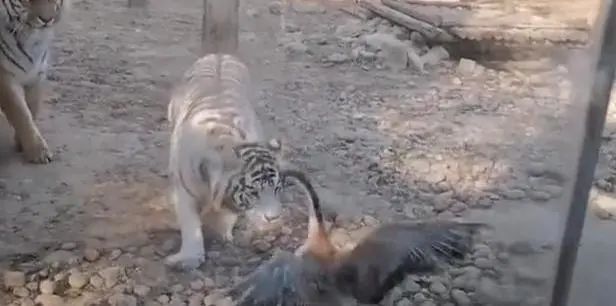 大鹅吊打团灭两头猛虎！能战胜大鹅真的只有铁锅了吗？