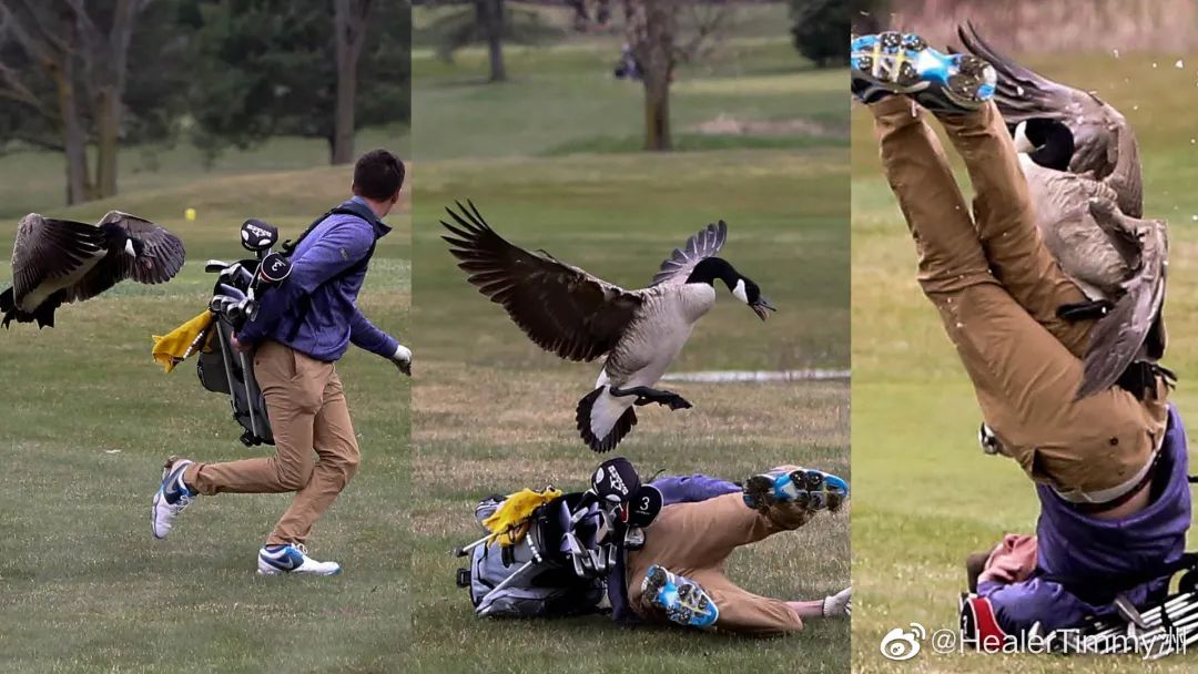 大鹅吊打团灭两头猛虎！能战胜大鹅真的只有铁锅了吗？