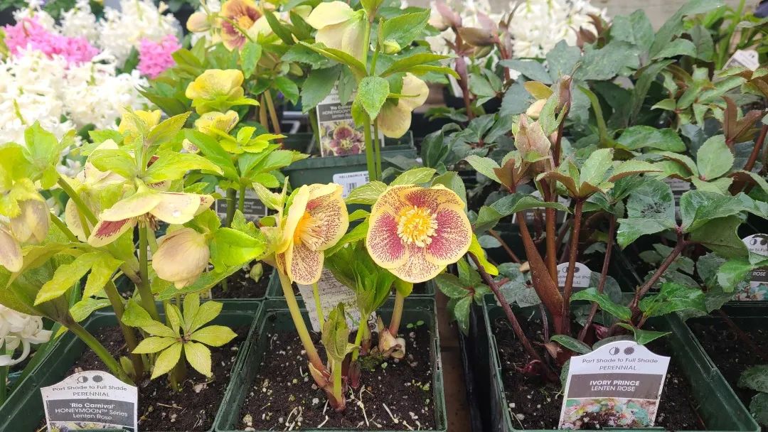 探店：在封城中求生存的苗圃，仍骄傲地营业中！