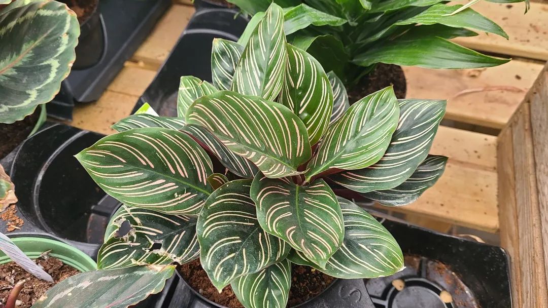 探店：在封城中求生存的苗圃，仍骄傲地营业中！