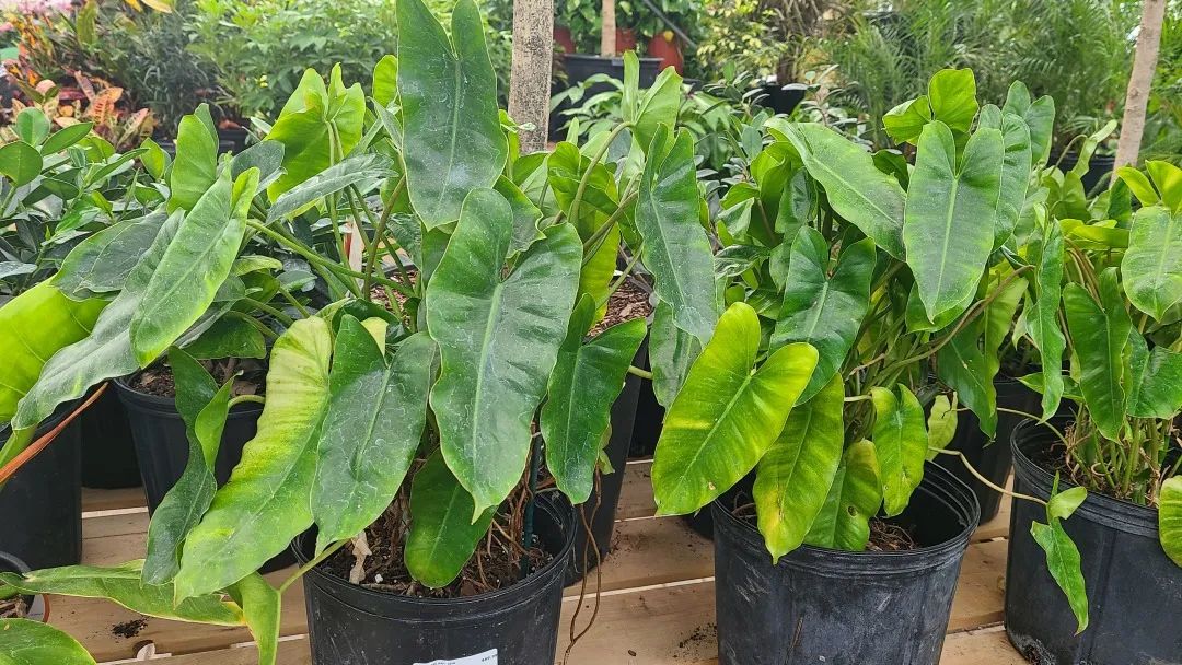 探店：在封城中求生存的苗圃，仍骄傲地营业中！