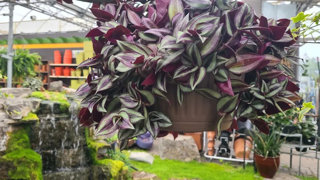 探店：在封城中求生存的苗圃，仍骄傲地营业中！