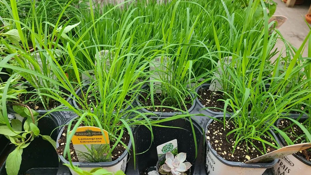 探店：在封城中求生存的苗圃，仍骄傲地营业中！