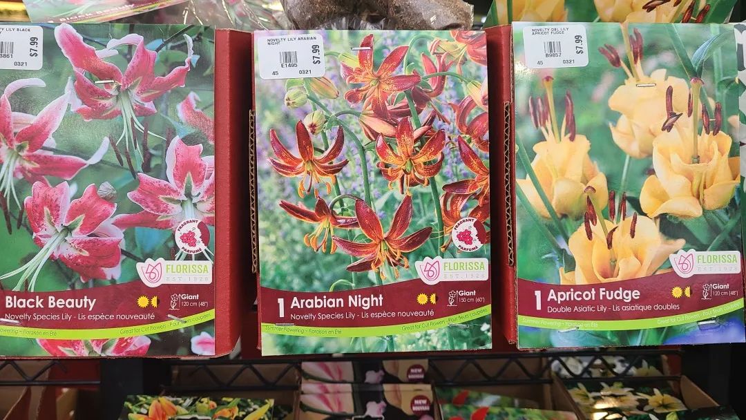 探店：在封城中求生存的苗圃，仍骄傲地营业中！