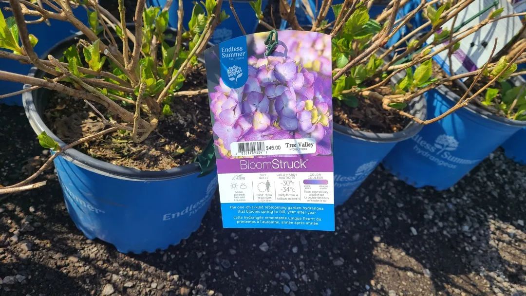 又大又香的Tree Valley苗圃探店：绣球品类就超过16种！