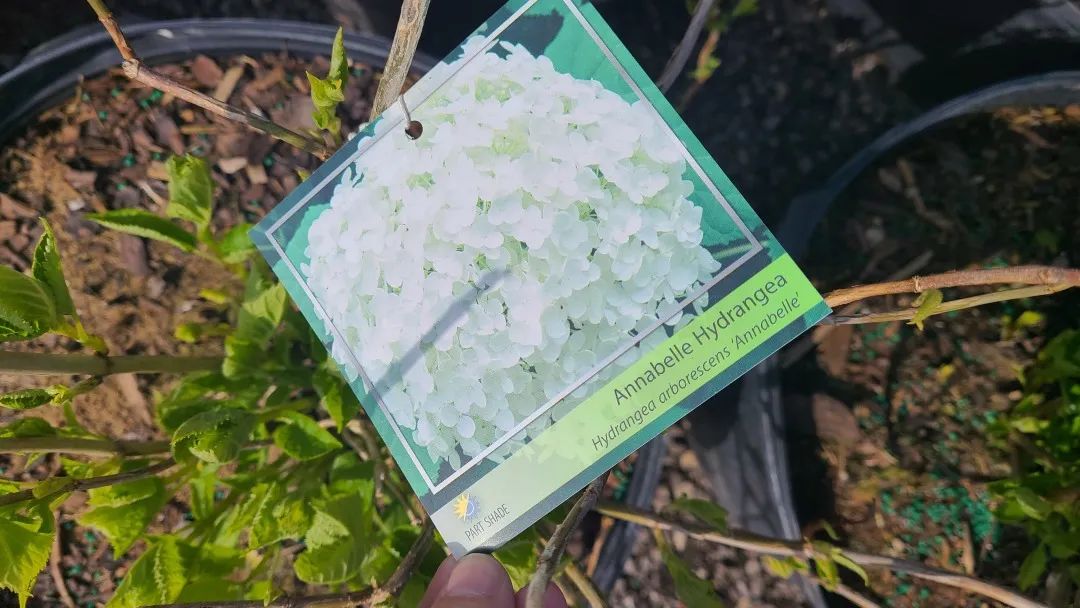 又大又香的Tree Valley苗圃探店：绣球品类就超过16种！