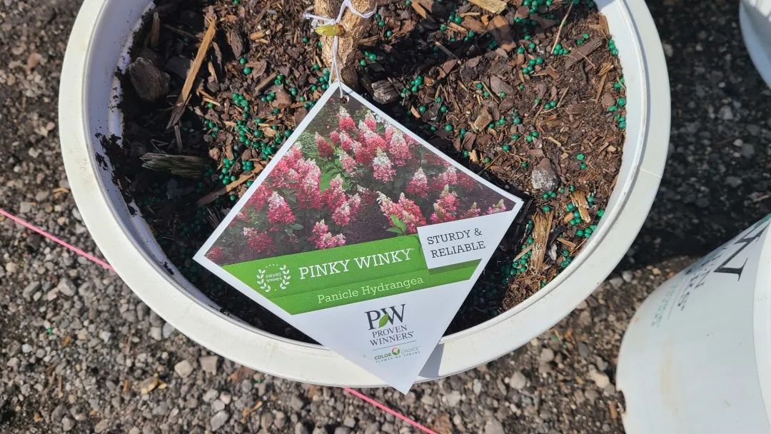 又大又香的Tree Valley苗圃探店：绣球品类就超过16种！