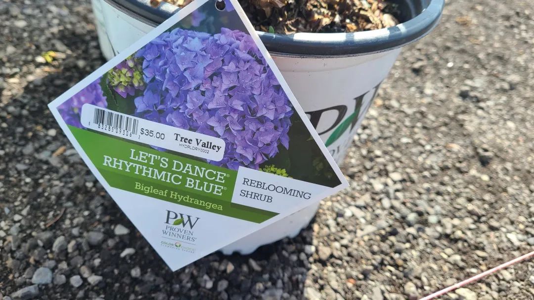 又大又香的Tree Valley苗圃探店：绣球品类就超过16种！