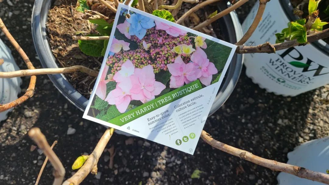 又大又香的Tree Valley苗圃探店：绣球品类就超过16种！