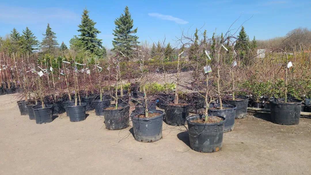 又大又香的Tree Valley苗圃探店：绣球品类就超过16种！