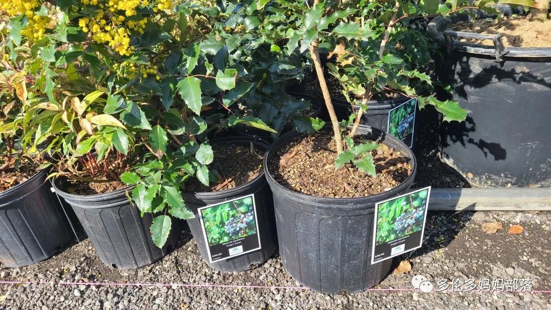 疯狂的苗圃探店系列：多年生宿根和高颜值网红绿植的卖场大秀