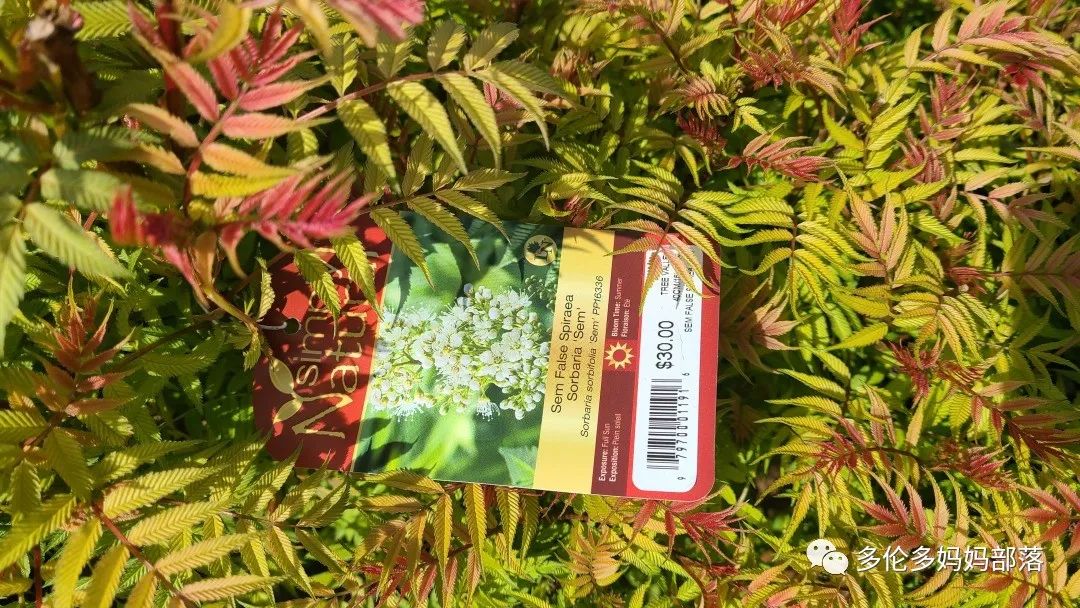疯狂的苗圃探店系列：多年生宿根和高颜值网红绿植的卖场大秀